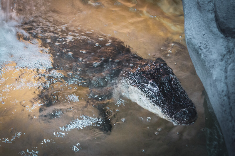 Zoo Antwerpen - Ovation 2 Zoo Antwerpen - Ovation 2