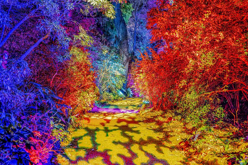 sm_Illuminate Abbotsbury Subtropical Gardens_4 sm_Illuminate Abbotsbury Subtropical Gardens_4